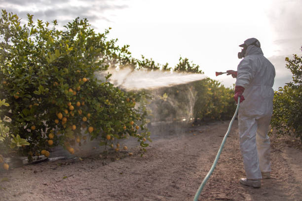 Bird Control in Bermuda Dunes, CA