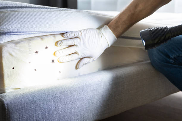 Best Mosquito Control Services  in Bermuda Dunes, CA
