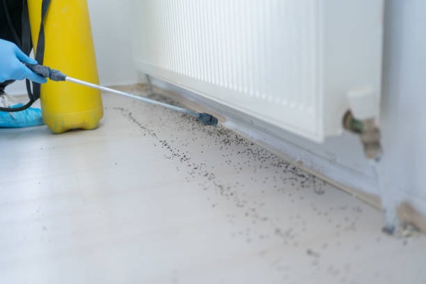 Best Ant Control Services  in Bermuda Dunes, CA