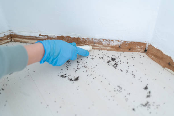 Best Residential Pest Control  in Bermuda Dunes, CA